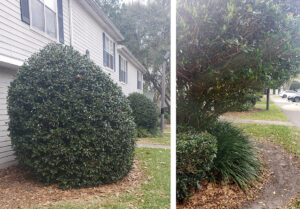 CPTED Landscaping